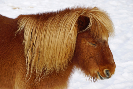 Bild-Nr: 11873979 shetlandpony Erstellt von: Ralf Nemeth