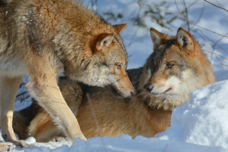 Bild-Nr: 11873984 Wölfe im Winter Erstellt von: GUGIGEI