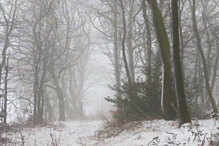 Bild-Nr: 11874320 Winterwald Erstellt von: falconer59