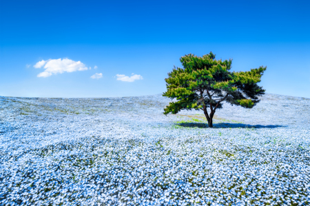 Bild-Nr: 11874389 Blaue Nemophila Blumen auf einer Wiese im Frühling Erstellt von: eyetronic