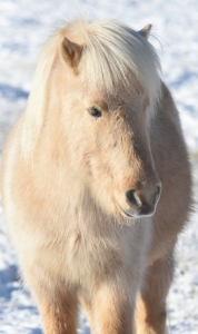 Bild-Nr: 11874500 shetlandpony Erstellt von: Ralf Nemeth