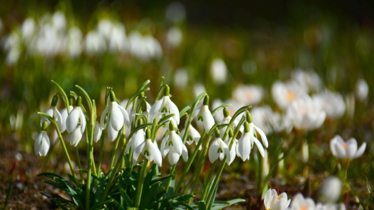 Bild-Nr: 11874627 Frühling in weiß Erstellt von: GUGIGEI