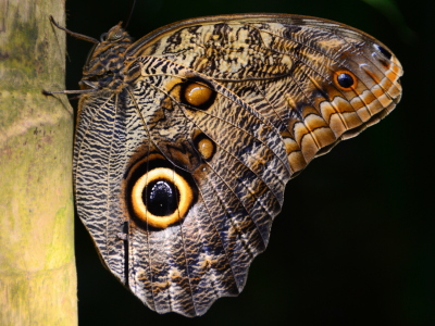 Bild-Nr: 11874630 exotischer Falter Erstellt von: GUGIGEI