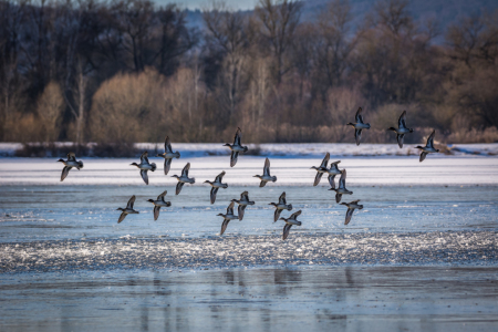 Bild-Nr: 11874714 Krickenten im Winter Erstellt von: luxpediation