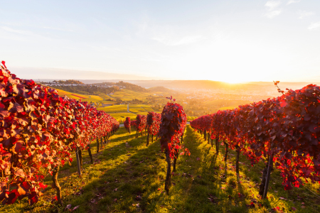 Bild-Nr: 11876013 WEINBERGE BEI STUTTGART Erstellt von: dieterich