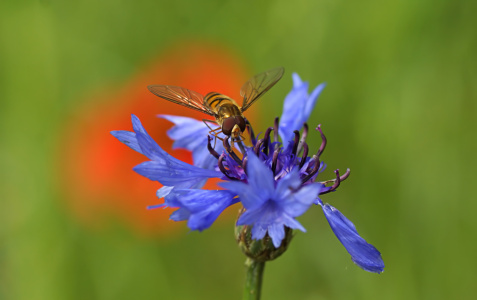 Bild-Nr: 11876231 Schwebfliege Erstellt von: youhaveadream