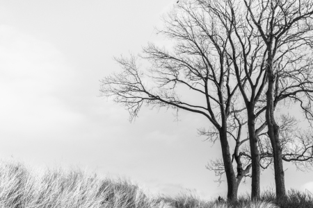 Bild-Nr: 11876460 Baum in der Düne  Erstellt von: luxpediation