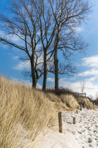 Bild-Nr: 11876641 Strandweg bei Ahrenshoop im Darss Erstellt von: luxpediation