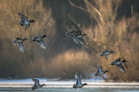 Bild-Nr: 11876974 Enten Schwarm Erstellt von: luxpediation