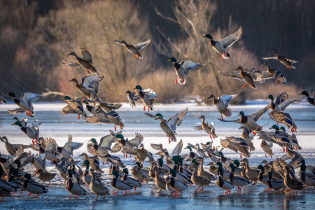 Bild-Nr: 11877031 Enten - Landung auf dem Eis Erstellt von: luxpediation