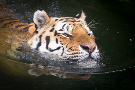 Bild-Nr: 11877059 Tiger im Wasser Erstellt von: Cloudtail