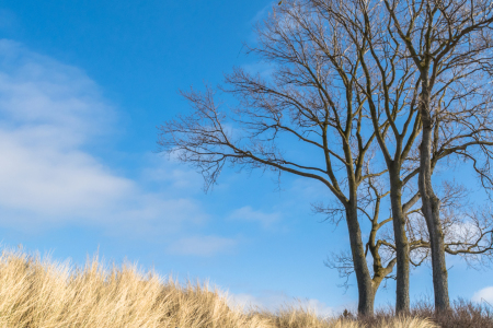 Bild-Nr: 11877749 Baum bei Ahrenshoop - Düne Erstellt von: luxpediation