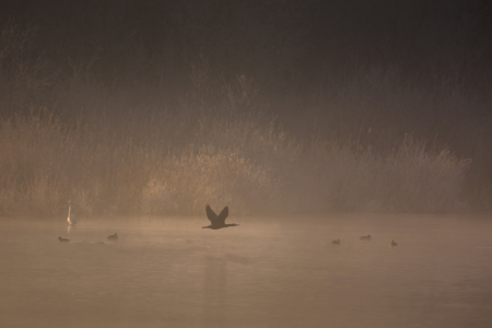 Bild-Nr: 11878679 Nebel am See Erstellt von: luxpediation