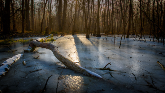 Bild-Nr: 11878884 Winter im Moor Erstellt von: Thomas Koch