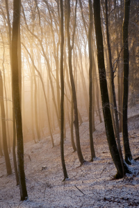 Bild-Nr: 11878911 Nebellicht im Winterwald Erstellt von: ELIO