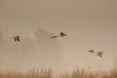 Bild-Nr: 11879847 Gänse im Nebel Erstellt von: luxpediation