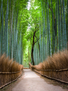 Bild-Nr: 11879915 Bambuswald in Arashiyama, Kyoto Erstellt von: eyetronic