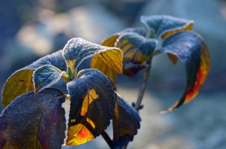 Bild-Nr: 11880313 Herbstwinter Erstellt von: Ostfriese