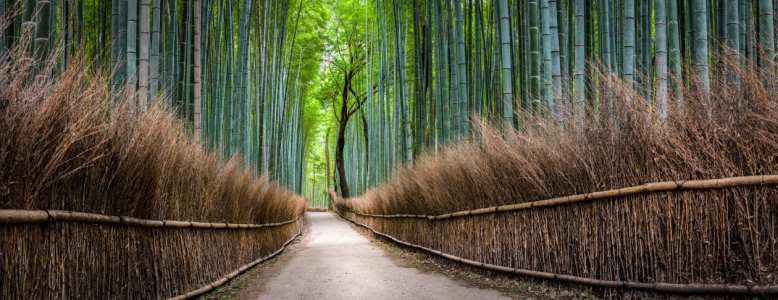Bild-Nr: 11880523 Bambuswald Panorama in Kyoto Arashiyama, Japan Erstellt von: eyetronic