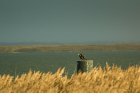 Bild-Nr: 11881122 Wasservogel  Erstellt von: luxpediation