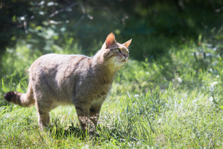 Bild-Nr: 11881894 Wildkatze Erstellt von: Cloudtail