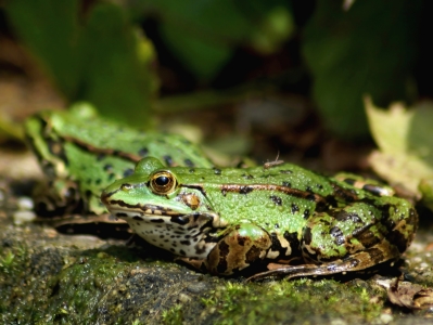 Bild-Nr: 11883021 Froschteich Erstellt von: MoNoir