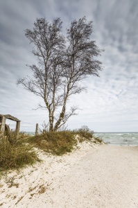 Bild-Nr: 11883099 BIRCH at the BEACH Erstellt von: Ursula Reins