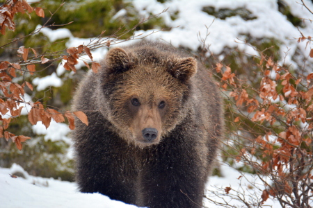 Bild-Nr: 11883343 junger Bär Erstellt von: GUGIGEI