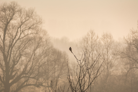 Bild-Nr: 11883393 Turmfalke am Morgen Erstellt von: luxpediation