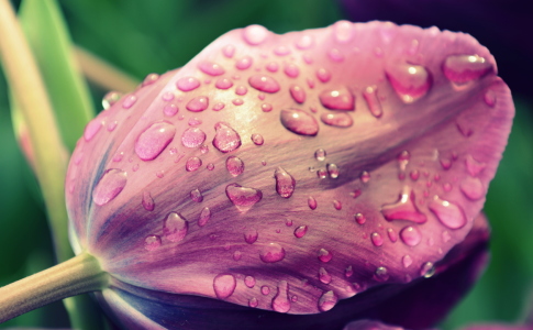 Bild-Nr: 11883539 Tulpe im Regen Erstellt von: GUGIGEI