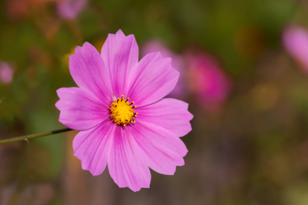 Bild-Nr: 11884010 Schmuckblume im zarten Licht der Abendsonne Erstellt von: MMMMHagenbucher