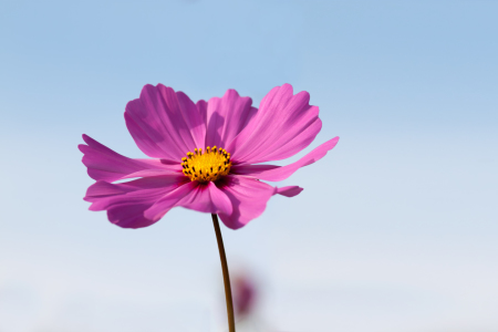 Bild-Nr: 11884011 Schmuckblume im zarten Licht der Abendsonne Erstellt von: MMMMHagenbucher