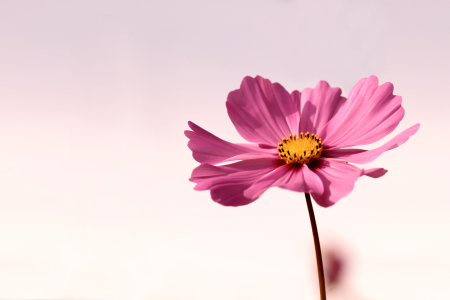 Bild-Nr: 11884012 Schmuckblume im zarten Licht der Abendsonne Erstellt von: MMMMHagenbucher