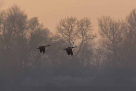 Bild-Nr: 11884120 Wildgänse Erstellt von: luxpediation