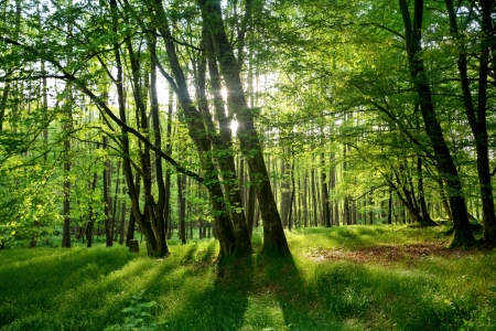 Bild-Nr: 11884678 Morgens im Wald Erstellt von: Claudia Evans