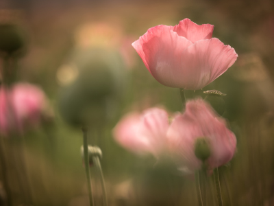 Bild-Nr: 11885084 Mohntraum Erstellt von: boegau-photography
