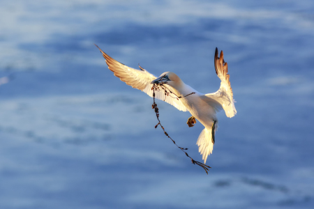 Bild-Nr: 11885531 Basstölpel Erstellt von: Daniela Beyer