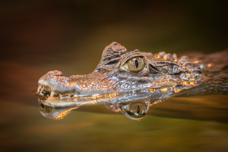 Bild-Nr: 11885945 Krokodil Erstellt von: FotoDeHRO