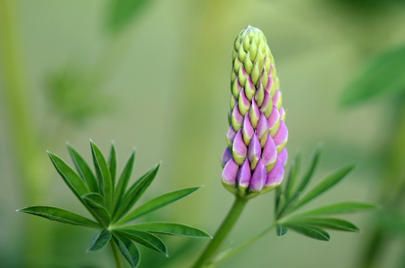 Bild-Nr: 11886611 Lupinienblüte Erstellt von: Ostfriese