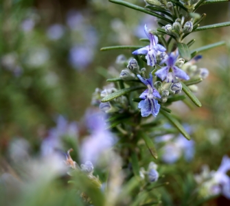 Bild-Nr: 11886614 Rosmarinblüten Erstellt von: MoNoir