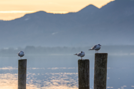 Bild-Nr: 11886632 Möwen am Chiemsee Erstellt von: luxpediation