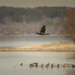 Bild-Nr: 11886695 Kormoran am Chiemsee Erstellt von: luxpediation