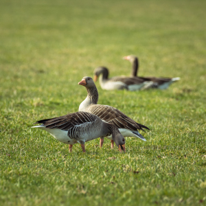 Bild-Nr: 11887750 Wildgänse im Gras Erstellt von: luxpediation