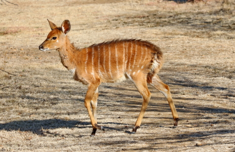 Bild-Nr: 11887955 Nyala Baby in Afrika 484 Erstellt von: THULA