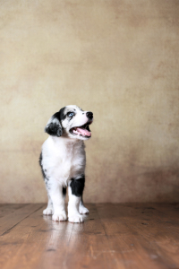 Bild-Nr: 11888285 Australian Shepherd - Welpe Erstellt von: Jana Behr