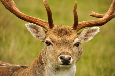 Bild-Nr: 11888455 Damhirsch Erstellt von: GUGIGEI