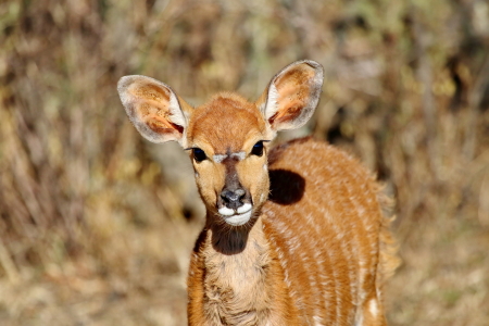 Bild-Nr: 11888869 Nyala Baby 492 Erstellt von: THULA