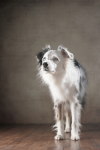 Bild-Nr: 11888981 Australian Shepherd Erstellt von: Jana Behr