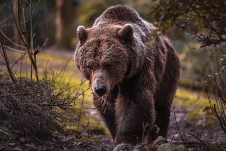 Bild-Nr: 11889258 Braunbär Erstellt von: Stefan Mosert