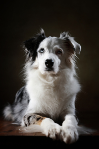 Bild-Nr: 11889329 Australian Shepherd Erstellt von: Jana Behr